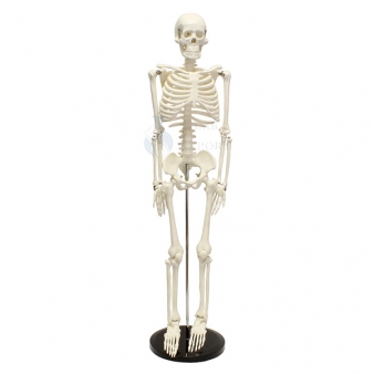 Human Anatomy Skeletons